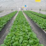 蔬菜專用多功能棚膜