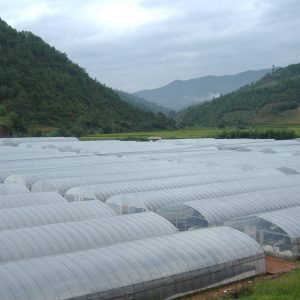 耐老化棚膜（長(zhǎng)壽膜）