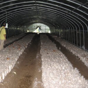 食用菌隔熱膜（黑白隔熱膜）